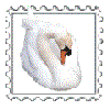 Swan...